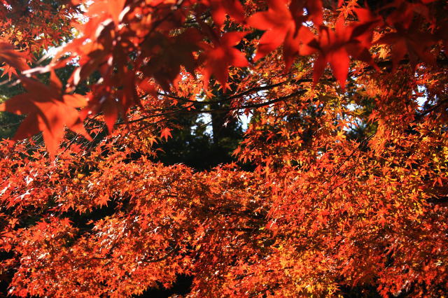 �{�y���̍g�t