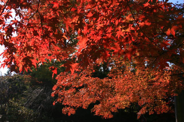 �{�y���̍g�t