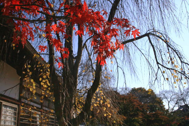 �{�y���̍g�t