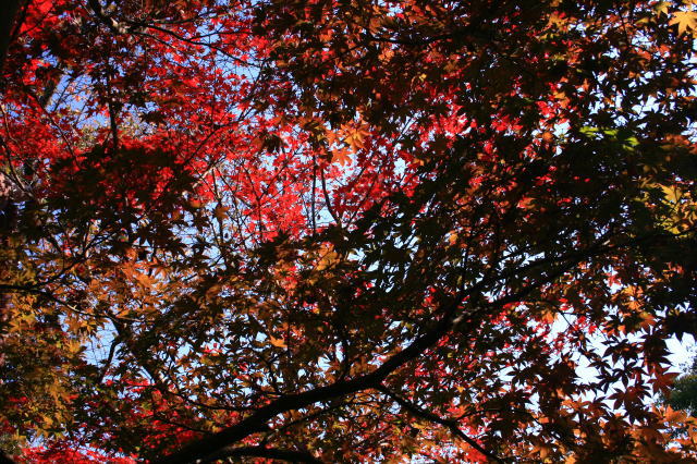 �{�y���̍g�t