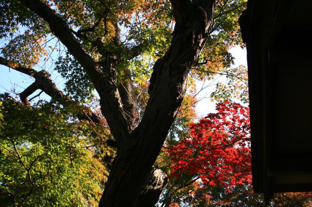 �{�y���̍g�t