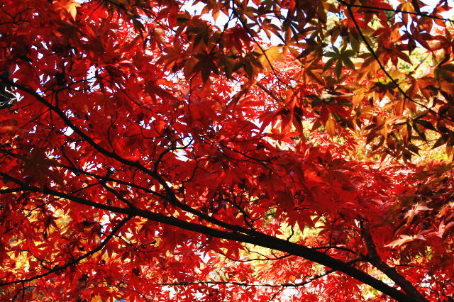 �{�y���̍g�t