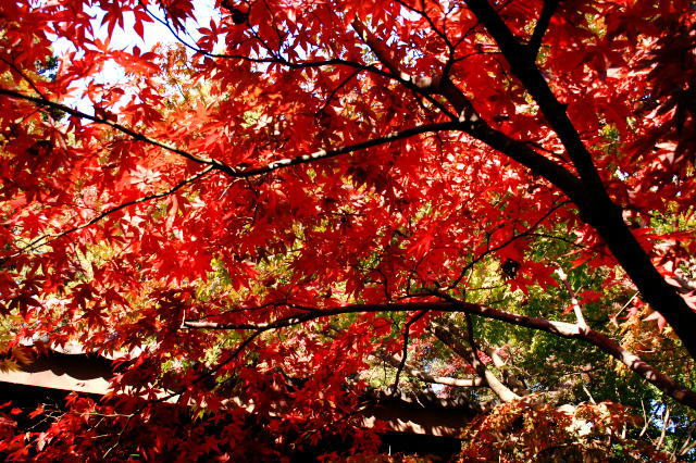 �{�y���̍g�t