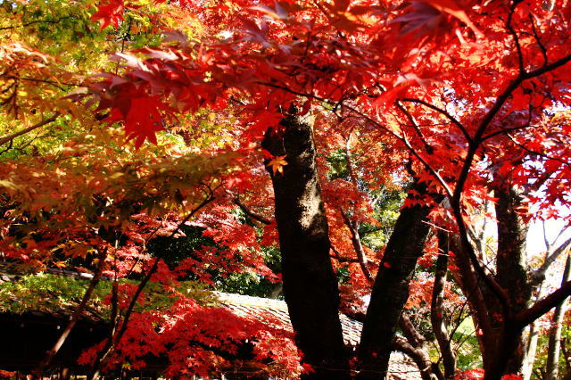 �{�y���̍g�t