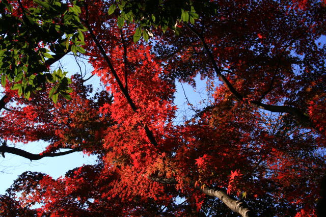 �{�y���̍g�t