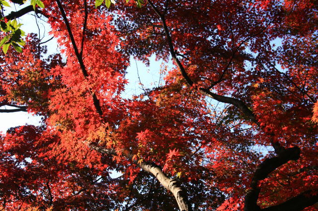 �{�y���̍g�t