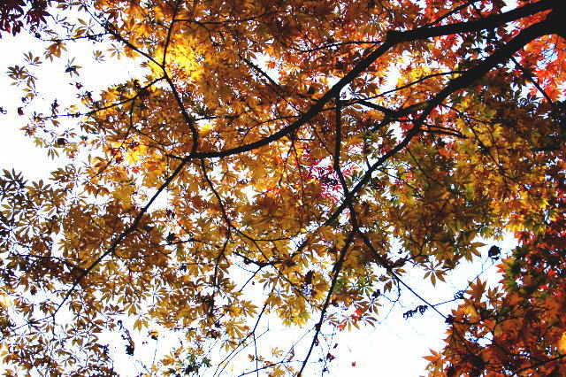 �{�y���̍g�t