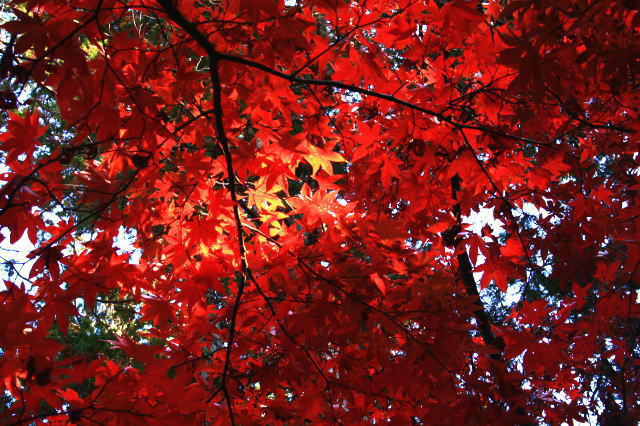 �{�y���̍g�t