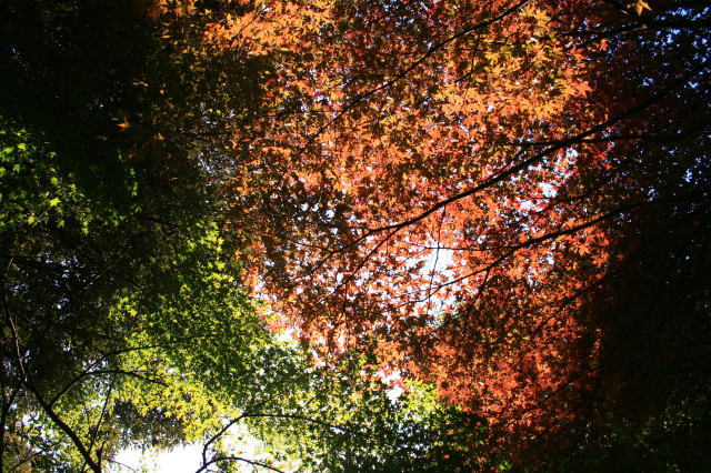 �{�y���̍g�t