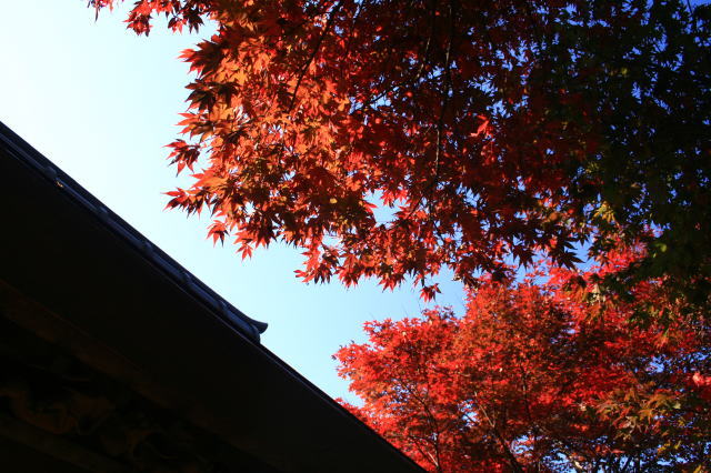 �{�y���̍g�t