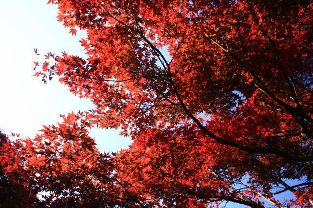 �{�y���̍g�t