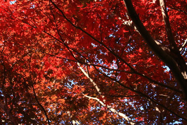 �{�y���̍g�t