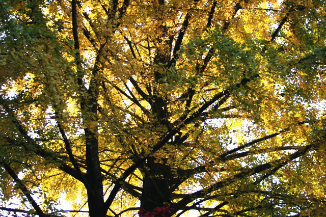 �{�y���̍g�t