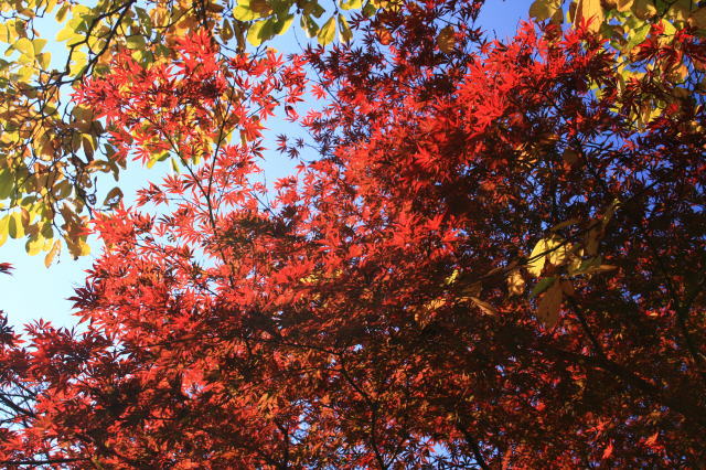 �{�y���̍g�t