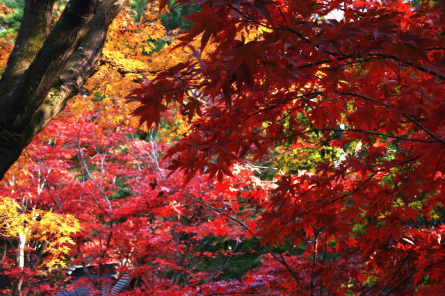 �{�y���̍g�t