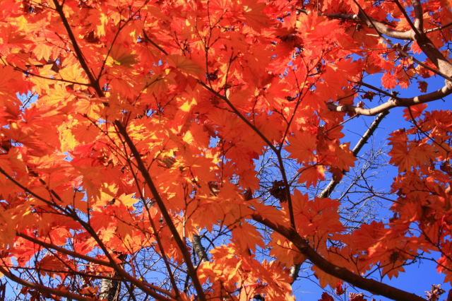 �{�y���̍g�t