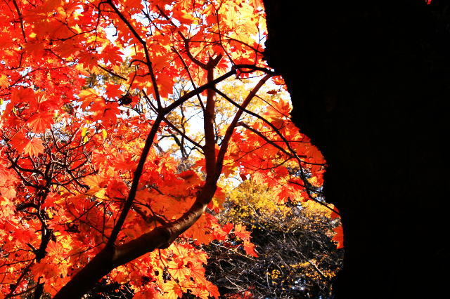 �{�y���̍g�t