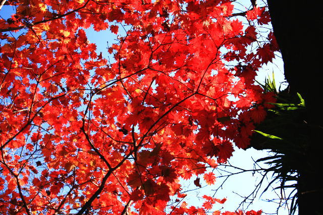 �{�y���̍g�t