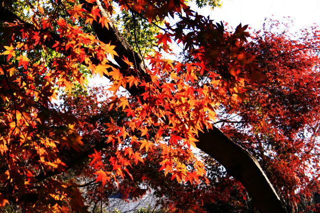 �{�y���̍g�t