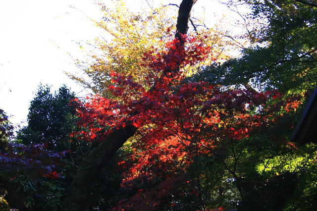 �{�y���̍g�t