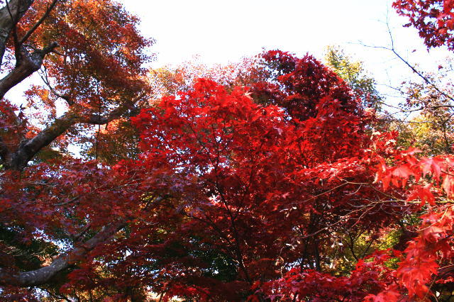 �{�y���̍g�t