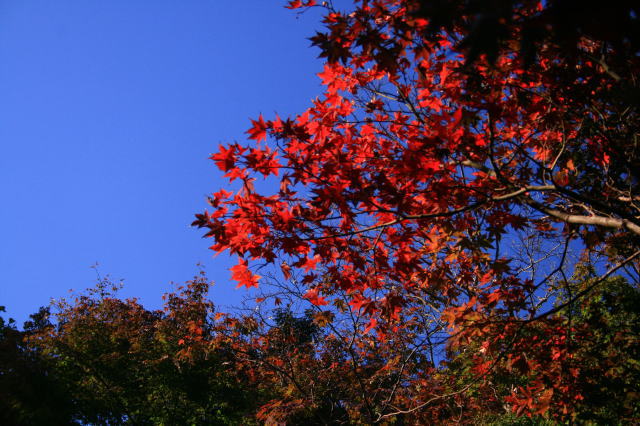 �{�y���̍g�t