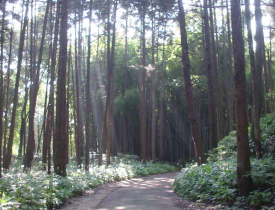林と道