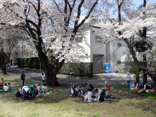 研究所前の桜