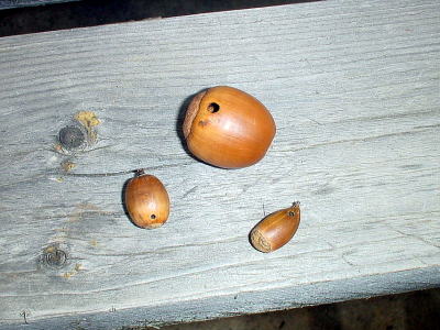 �ǂ񂮂�̒��H���̍E